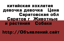 китайская хохлатая  девочка девочка › Цена ­ 7 000 - Саратовская обл., Саратов г. Животные и растения » Собаки   